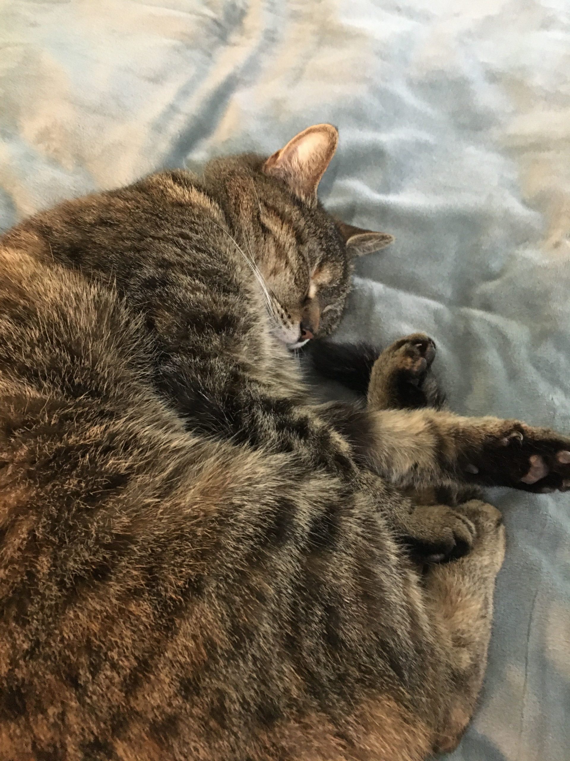 A photo of a brown striped tabby cat curled up and asleep.