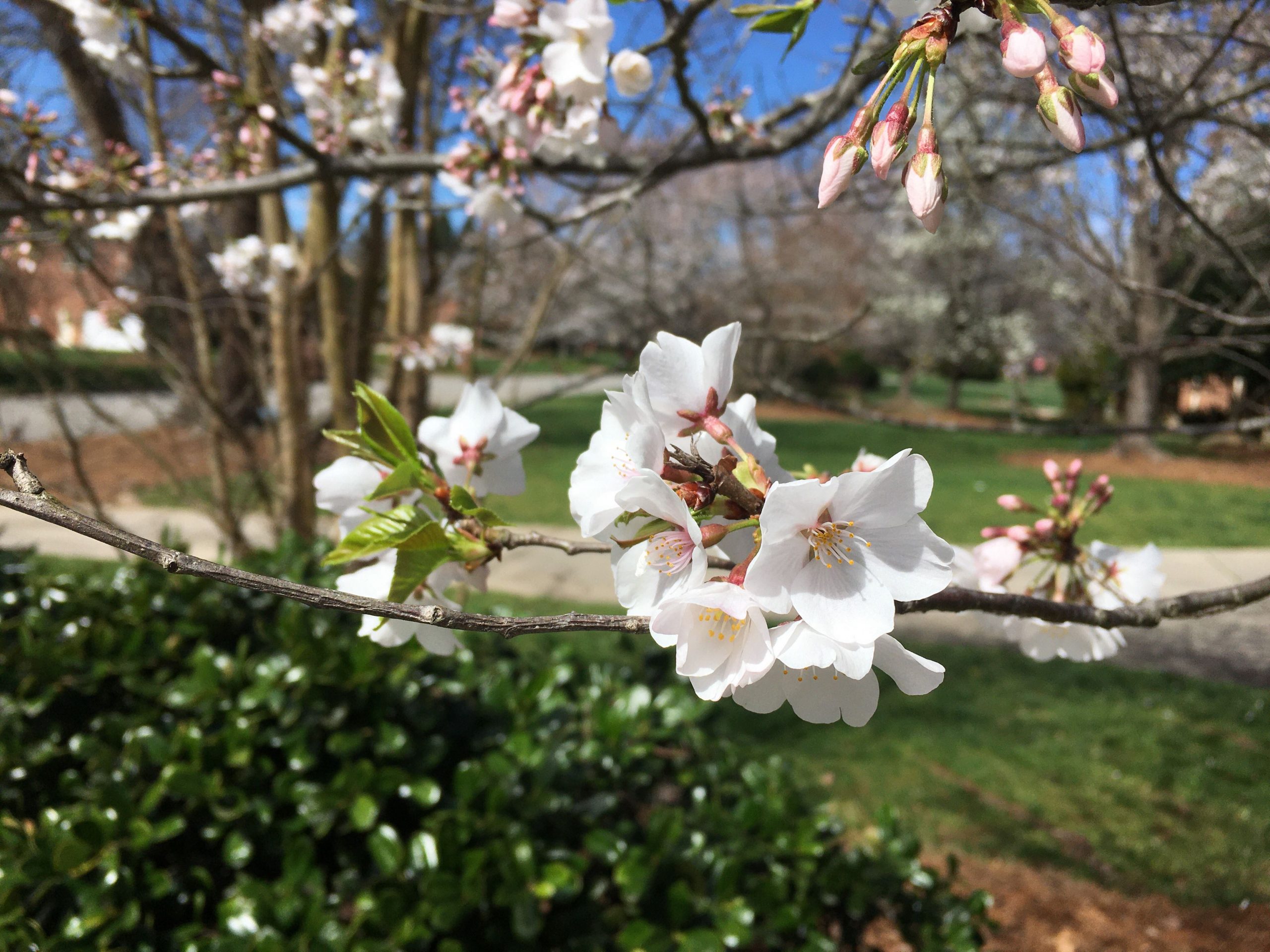 A photo closeup of cherry blossoms.