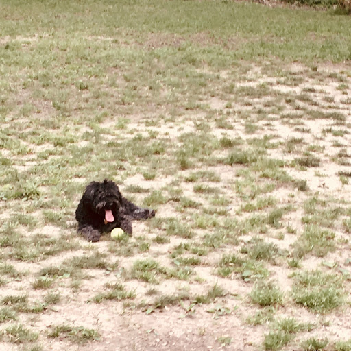 A photo of a scruffy black dog panting in a field with a tennis ball in front of her.