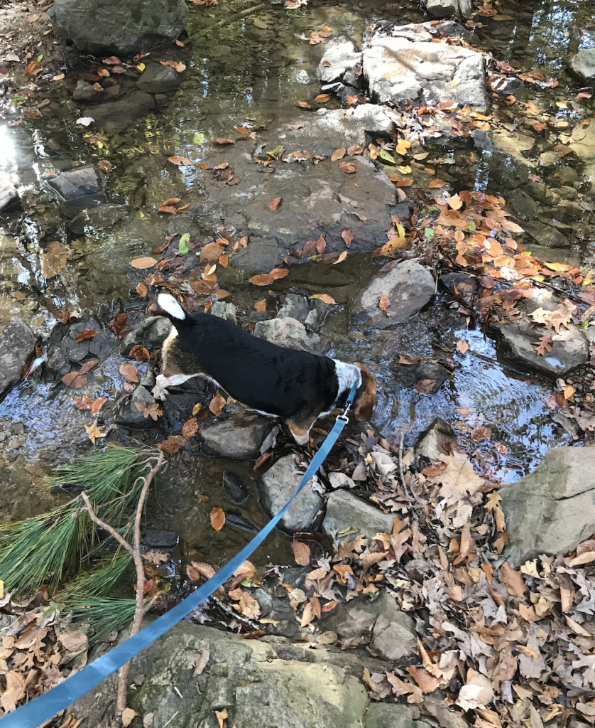 The author's dog Woody is on a leash, crossing the Bolin creek using stones as footholds.