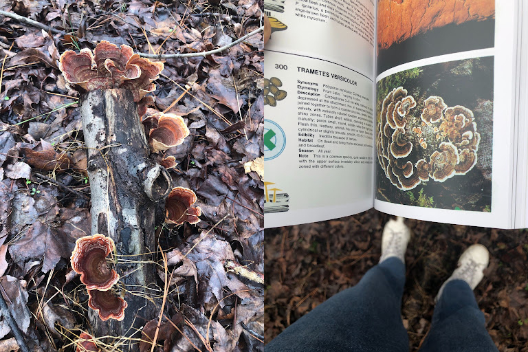 Left: Photo of mushrooms on a dead log in the woods. Right: A book is turned to a description of Trametes Versicolor and accompanied by a photo of mushrooms like the ones the author found while walking.