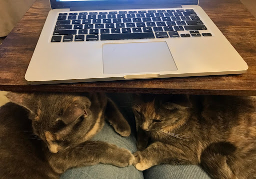 My two cats sitting in my lap as I sit in front of my laptop to begin work.