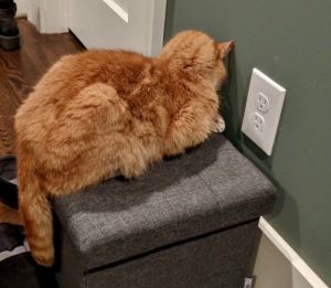 An orange tabby cat sitting on an ottoman while it stares at a wall and contemplates its failures. 