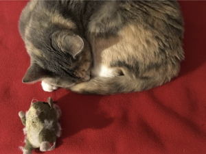 A tabby cat elated to see his new toy mouse. 