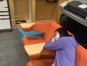 Lucia sleeping in a study area.