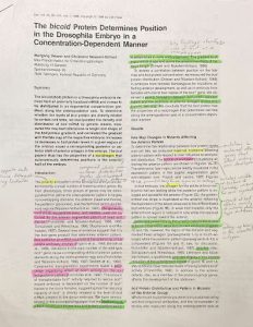 A textbook entry about the genetic composition of fruit flies. The notes have been highlighted with a pink, yellow, and green highlighter. 