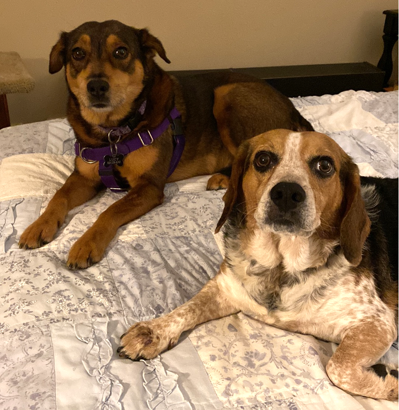 Two dogs sitting on a bed looking somewhat overwhelmed